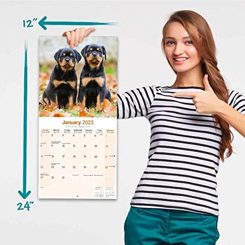 2022 2023 Календар За Кученца Ротвајлер-Раса На Кучиња Месечен Ѕиден Календар - 12 х 24 Отворена-Дебела Хартија Без Крварење-Подарок-Календар