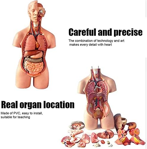 Еркто човечки торзо модел, отстранливи човечки органи, модел на анатомија на телото, 4Д анатомски модел на склопување на човечки