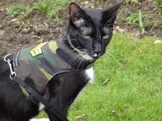 Јакна за мачки од минвуд/наредник на наредник на зелена борба до 8 месеци