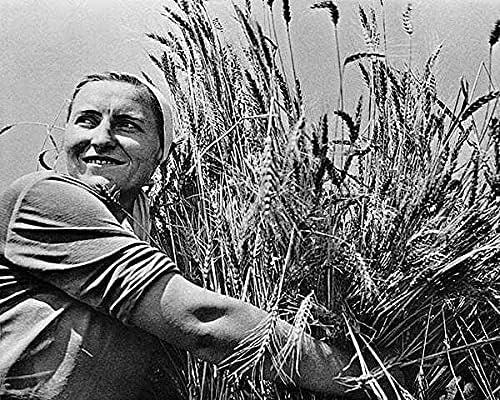 Русинка колективна земјоделец w/пченица 11x14 Сребрена халид Фото печатење
